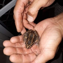 Limnodynastes peronii (Brown-striped Frog) at Undefined - 14 Nov 2018 by Paul_Martin