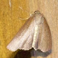 Paralaea (genus) at Rosedale, NSW - 3 Jun 2018