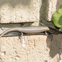 Lampropholis delicata (Delicate Skink) at Higgins, ACT - 11 Nov 2018 by AlisonMilton