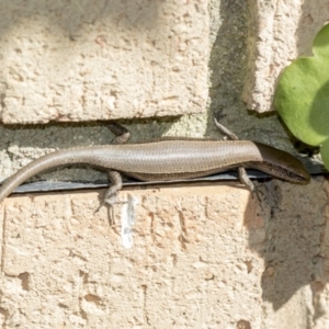 Lampropholis delicata at Higgins, ACT - 11 Nov 2018 08:23 AM