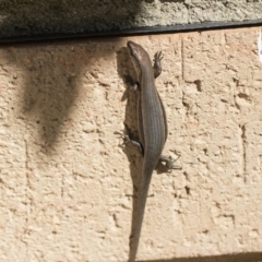 Lampropholis delicata at Higgins, ACT - 11 Nov 2018 08:23 AM