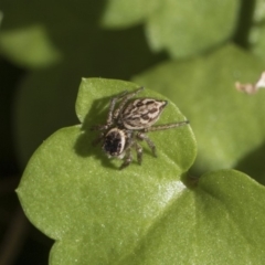 Maratus griseus (Jumping spider) at Higgins, ACT - 11 Nov 2018 by AlisonMilton