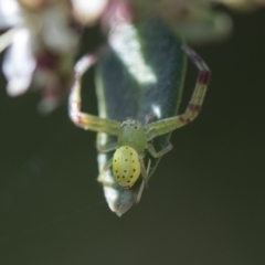 Lehtinelagia sp. (genus) (Flower Spider or Crab Spider) at Higgins, ACT - 11 Nov 2018 by AlisonMilton