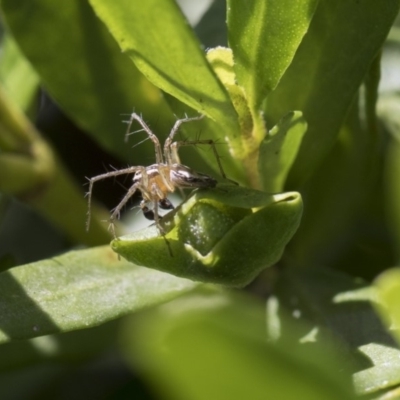 Oxyopes sp. (genus) (Lynx spider) at Higgins, ACT - 11 Nov 2018 by AlisonMilton