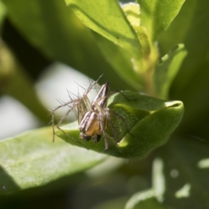 Oxyopes sp. (genus) at Higgins, ACT - 11 Nov 2018 08:34 AM