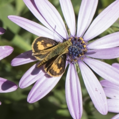 Ocybadistes walkeri (Green Grass-dart) at Higgins, ACT - 11 Nov 2018 by AlisonMilton