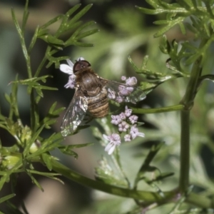 Villa sp. (genus) at Higgins, ACT - 11 Nov 2018 10:45 AM