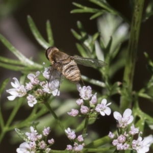 Villa sp. (genus) at Higgins, ACT - 11 Nov 2018 10:45 AM