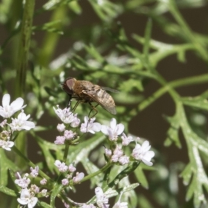 Villa sp. (genus) at Higgins, ACT - 11 Nov 2018 10:45 AM