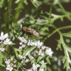 Villa sp. (genus) at Higgins, ACT - 11 Nov 2018