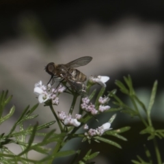 Villa sp. (genus) at Higgins, ACT - 11 Nov 2018 10:45 AM