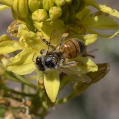 Apis mellifera (European honey bee) at Higgins, ACT - 10 Nov 2018 by Alison Milton