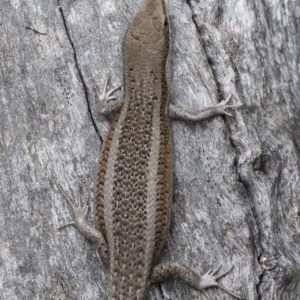 Carlia tetradactyla at Michelago, NSW - 10 Nov 2018 10:31 AM