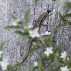 Carlia tetradactyla at Michelago, NSW - 10 Nov 2018 10:31 AM