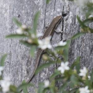 Carlia tetradactyla at Michelago, NSW - 10 Nov 2018