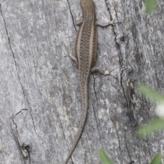 Carlia tetradactyla at Michelago, NSW - 10 Nov 2018 10:31 AM