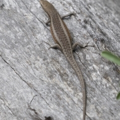 Carlia tetradactyla at Michelago, NSW - 10 Nov 2018 10:31 AM