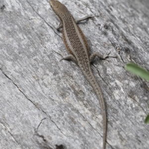 Carlia tetradactyla at Michelago, NSW - 10 Nov 2018