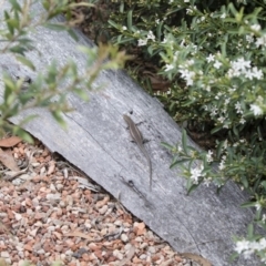 Carlia tetradactyla at Michelago, NSW - 10 Nov 2018 10:31 AM