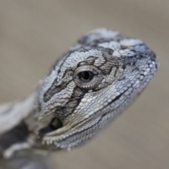 Pogona barbata (Eastern Bearded Dragon) at Illilanga & Baroona - 11 Nov 2018 by Illilanga