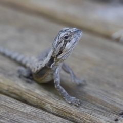 Pogona barbata at Illilanga & Baroona - suppressed