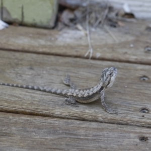 Pogona barbata at Illilanga & Baroona - 11 Nov 2018