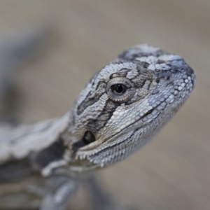 Pogona barbata at Illilanga & Baroona - suppressed