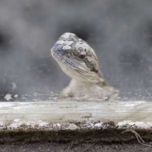 Pogona barbata at Illilanga & Baroona - 11 Nov 2018