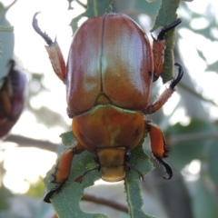 Anoplognathus montanus (Montane Christmas beetle) at Rendezvous Creek, ACT - 31 Dec 2014 by MichaelBedingfield