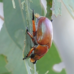 Anoplognathus montanus at Rendezvous Creek, ACT - 31 Dec 2014