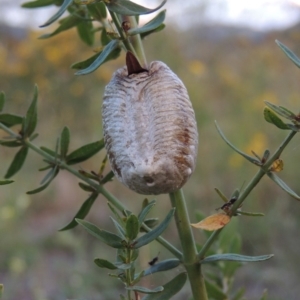 Mantidae - egg case (family) at Paddys River, ACT - 28 Dec 2014 08:16 PM