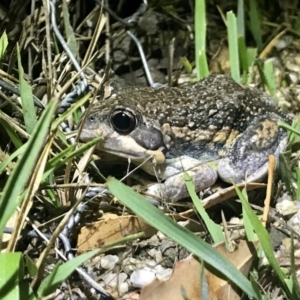 Limnodynastes dumerilii at Paddys River, ACT - 14 Nov 2018 10:41 PM