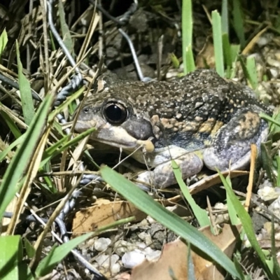 Limnodynastes dumerilii (Eastern Banjo Frog) at Tidbinbilla Nature Reserve - 14 Nov 2018 by annamacdonald