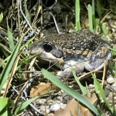 Limnodynastes dumerilii (Eastern Banjo Frog) at Paddys River, ACT - 14 Nov 2018 by annamacdonald