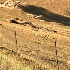 Psephotus haematonotus at Dunlop, ACT - 10 Nov 2018