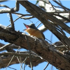 Myiagra rubecula at Carwoola, NSW - 10 Nov 2018