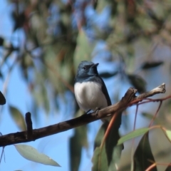 Myiagra rubecula at Carwoola, NSW - 10 Nov 2018