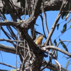 Myiagra rubecula at Carwoola, NSW - 10 Nov 2018