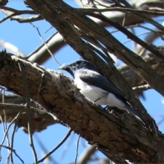 Myiagra rubecula at Carwoola, NSW - 10 Nov 2018