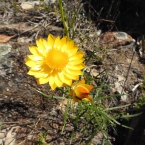 Xerochrysum viscosum at Kambah, ACT - 15 Nov 2018