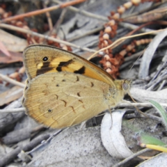 Heteronympha merope (Common Brown Butterfly) at Kambah, ACT - 15 Nov 2018 by MatthewFrawley