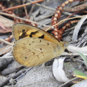 Heteronympha merope at Kambah, ACT - 15 Nov 2018 12:26 PM