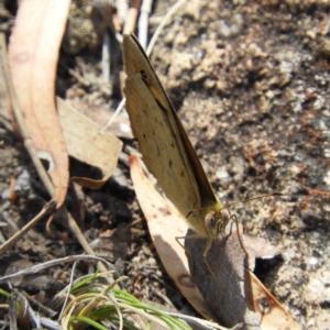 Heteronympha merope at Kambah, ACT - 15 Nov 2018 12:26 PM