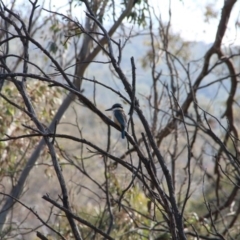 Todiramphus sanctus (Sacred Kingfisher) at Hackett, ACT - 15 Nov 2018 by petersan