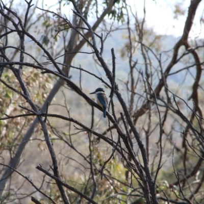 Todiramphus sanctus (Sacred Kingfisher) at Hackett, ACT - 14 Nov 2018 by petersan