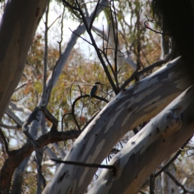 Todiramphus sanctus (Sacred Kingfisher) at Hackett, ACT - 15 Nov 2018 by petersan