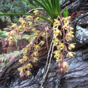 Cymbidium suave at Murramarang National Park - 15 Nov 2018