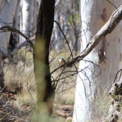 Todiramphus sanctus (Sacred Kingfisher) at Watson, ACT - 15 Nov 2018 by petersan