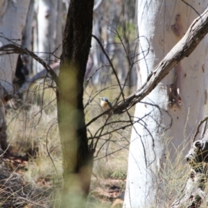 Todiramphus sanctus at Watson, ACT - 15 Nov 2018