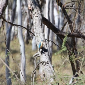 Todiramphus sanctus at Watson, ACT - 15 Nov 2018